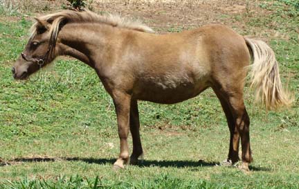 Wesco Farms Chance Encounter